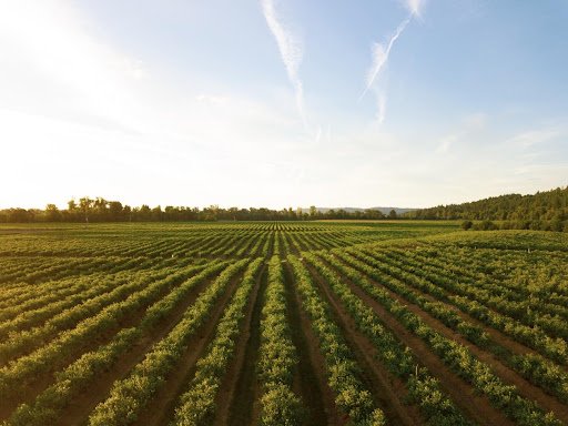 Contabilidade para agronegócio. Quais as diferenças?