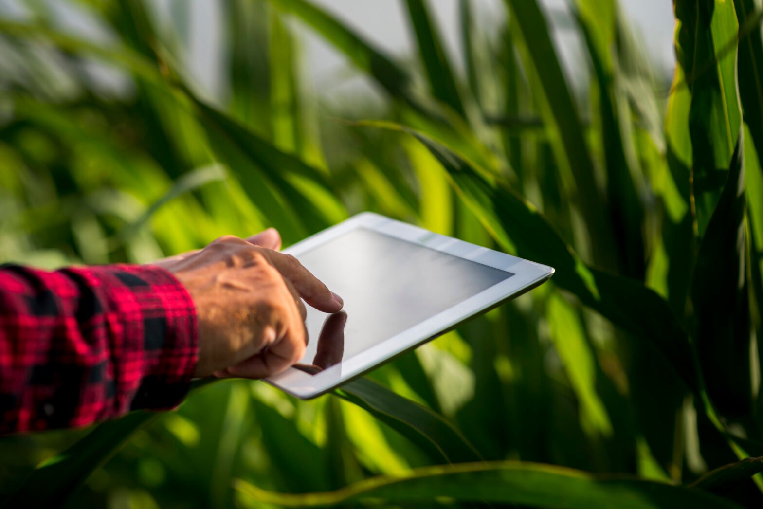 Como a Inteligência Artificial pode ajudar na produtividade do agronegócio